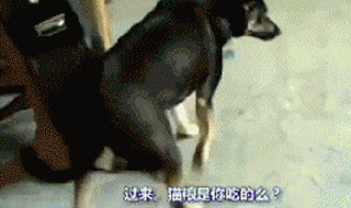 狗狗有多诚实？做错事，看它表情就知道了……-3.gif