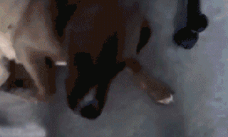 狗狗有多诚实？做错事，看它表情就知道了……-4.gif
