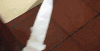 狗狗有多诚实？做错事，看它表情就知道了……-11.gif