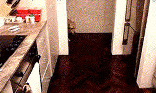 狗狗有多诚实？做错事，看它表情就知道了……-8.gif