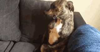 狗狗有多诚实？做错事，看它表情就知道了……-9.gif