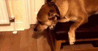 狗狗有多诚实？做错事，看它表情就知道了……-10.gif