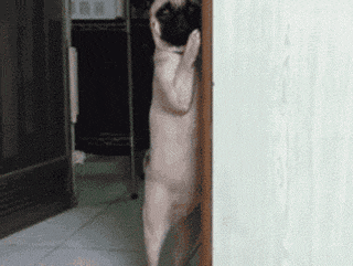 狗狗有多诚实？做错事，看它表情就知道了……-13.gif