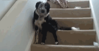狗狗有多诚实？做错事，看它表情就知道了……-14.gif
