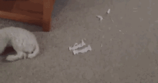 狗狗有多诚实？做错事，看它表情就知道了……-12.gif