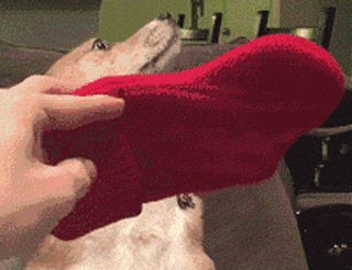 狗狗有多诚实？做错事，看它表情就知道了……-15.gif