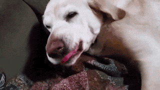狗狗有多诚实？做错事，看它表情就知道了……-16.gif