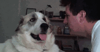 狗狗有多诚实？做错事，看它表情就知道了……-18.gif