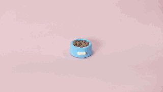 狗狗拉稀的4大原因和对策，图文并茂都在这里-2.gif