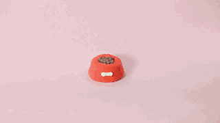 狗狗拉稀的4大原因和对策，图文并茂都在这里-1.gif