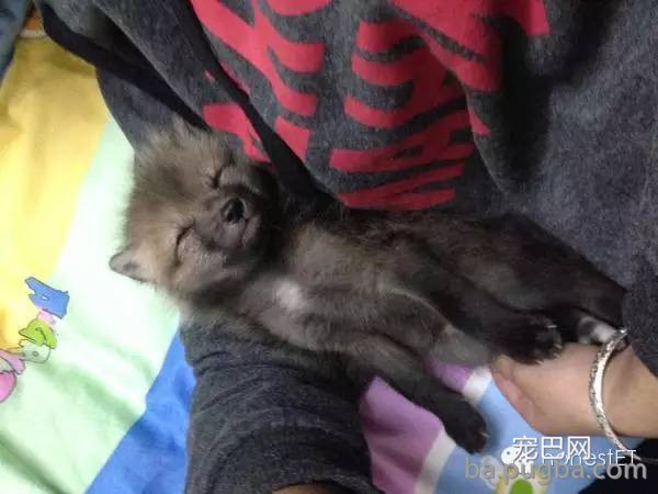 养只狐狸是一种怎样的体验？-2.jpeg