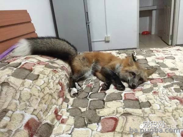 养只狐狸是一种怎样的体验？-16.jpeg
