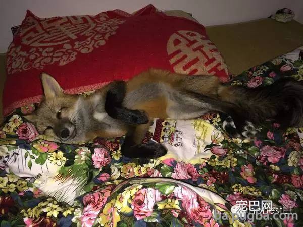 养只狐狸是一种怎样的体验？-8.jpeg