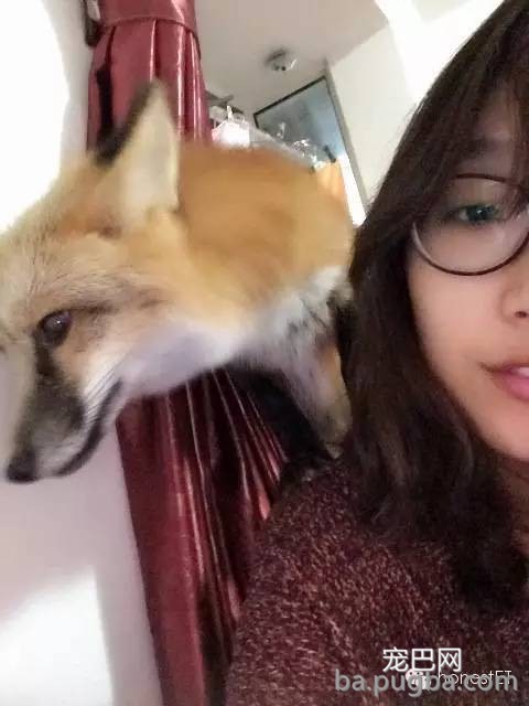 养只狐狸是一种怎样的体验？-17.jpeg