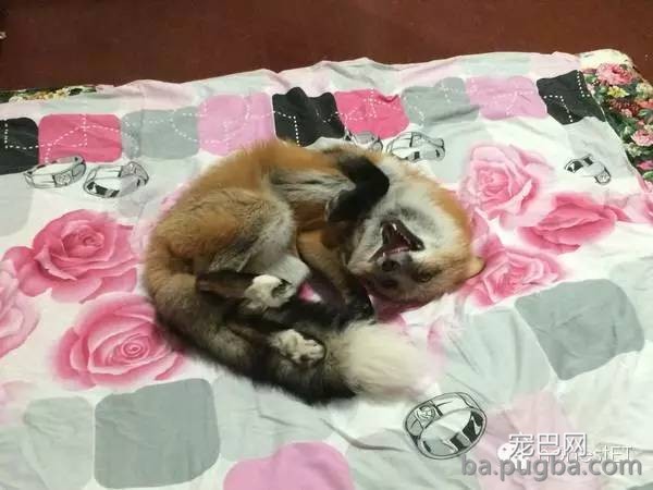 养只狐狸是一种怎样的体验？-15.jpeg