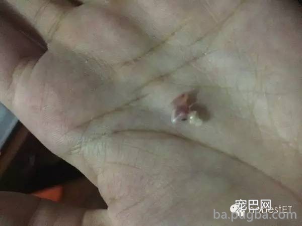 养只狐狸是一种怎样的体验？-9.jpeg