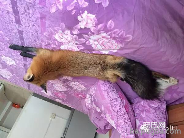 养只狐狸是一种怎样的体验？-14.jpeg