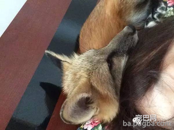 养只狐狸是一种怎样的体验？-12.jpeg