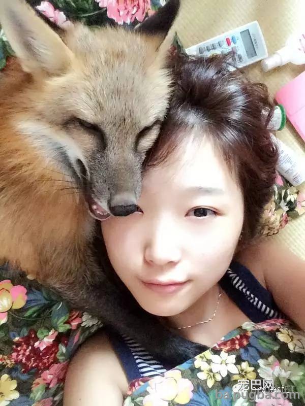 养只狐狸是一种怎样的体验？-13.jpeg