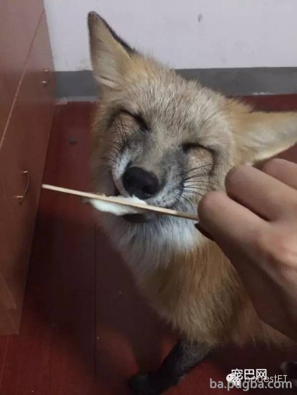 养只狐狸是一种怎样的体验？-21.jpeg