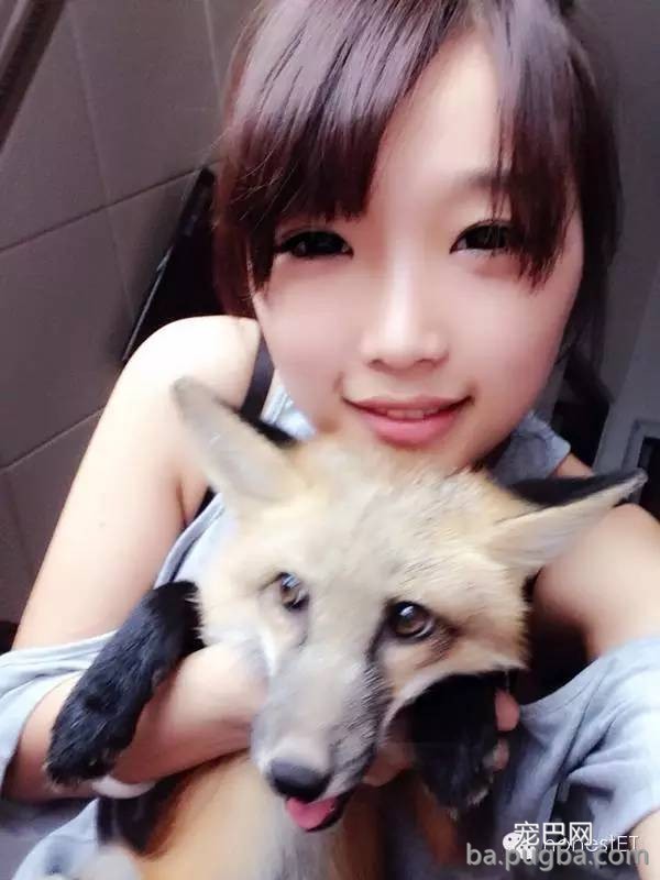 养只狐狸是一种怎样的体验？-23.jpeg