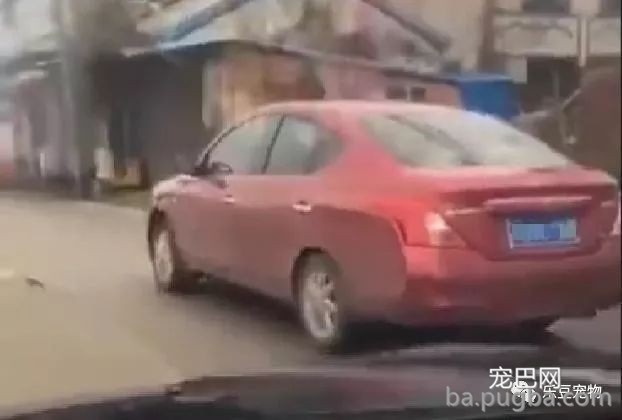 女子拿狗狗取乐，用车拖拽狗狗行走千米，狗狗血肉模糊！-6.jpeg