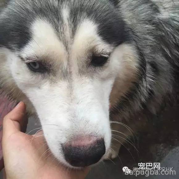 狗狗鼻子掉毛是什么原因？-1.jpeg
