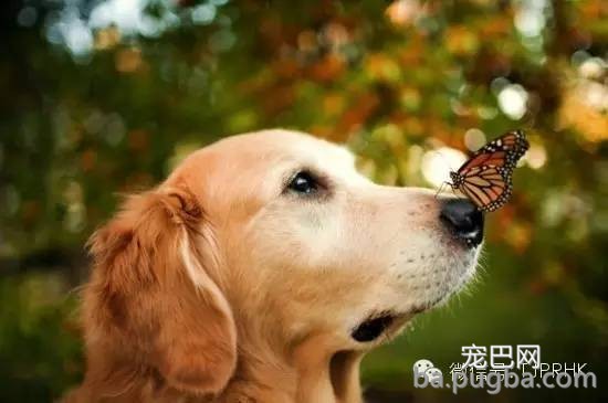 狗狗鼻子掉毛是什么原因？-3.jpeg
