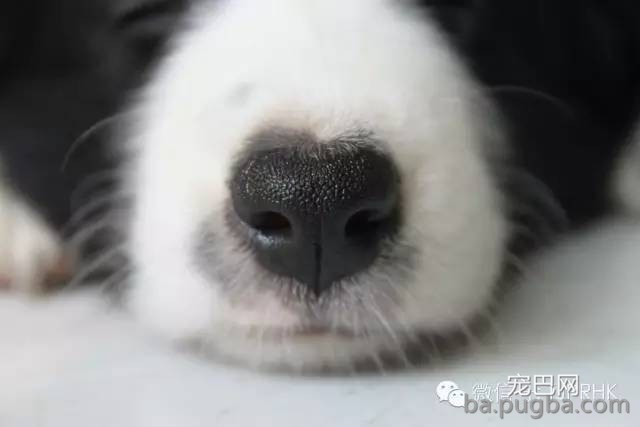狗狗鼻子掉毛是什么原因？-2.jpeg