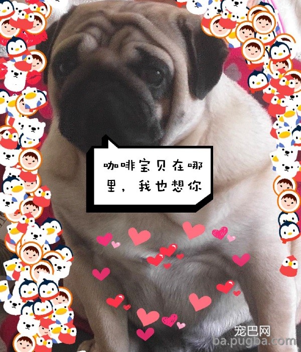 我的巴哥