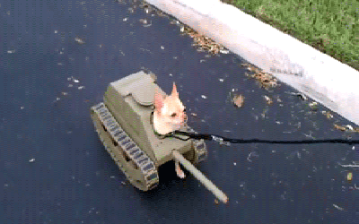 有些狗砸啊，已经被主人逼疯了...-3.gif
