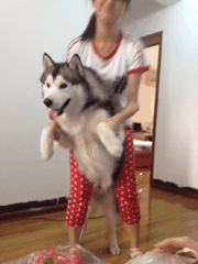 有些狗砸啊，已经被主人逼疯了...-4.gif