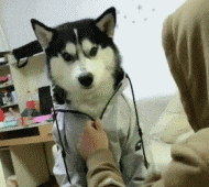 有些狗砸啊，已经被主人逼疯了...-1.gif
