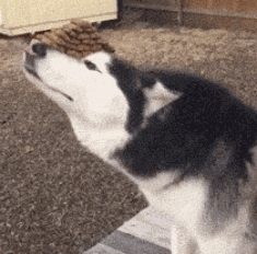 有些狗砸啊，已经被主人逼疯了...-2.gif
