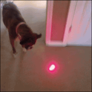 有些狗砸啊，已经被主人逼疯了...-5.gif