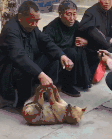 有些狗砸啊，已经被主人逼疯了...-7.gif