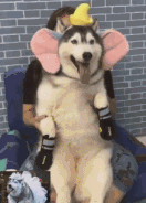 有些狗砸啊，已经被主人逼疯了...-8.gif