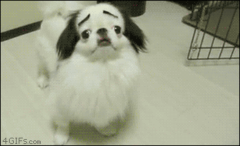 有些狗砸啊，已经被主人逼疯了...-9.gif