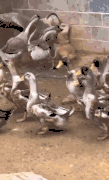 有些狗砸啊，已经被主人逼疯了...-6.gif