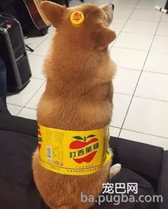 有些狗砸啊，已经被主人逼疯了...-12.jpg