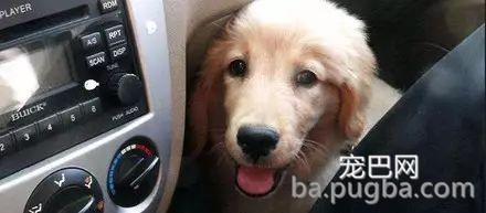 带狗狗出行，这些问题你注意了吗？-5.jpeg