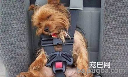带狗狗出行，这些问题你注意了吗？-7.jpeg