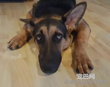 带狗狗出行，这些问题你注意了吗？-10.jpeg