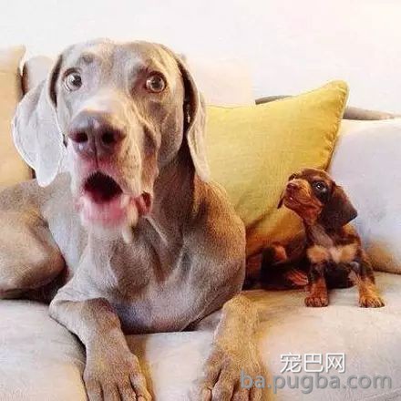 带狗狗出行，这些问题你注意了吗？-12.jpeg