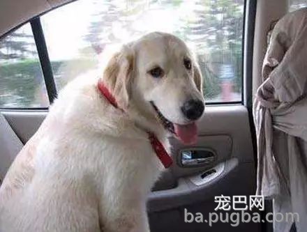 带狗狗出行，这些问题你注意了吗？-6.jpeg