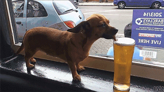 带狗狗出行，这些问题你注意了吗？-14.gif