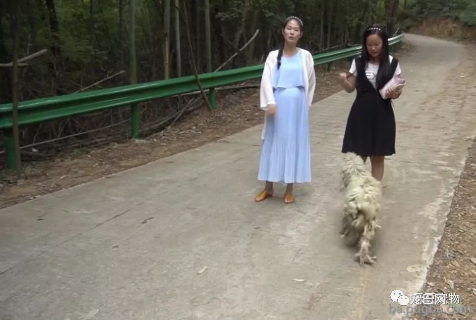 流浪狗对女孩死缠烂打，终于为本人寻得一位铲屎官！-1.jpeg