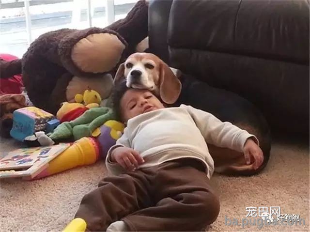 狗狗和熊孩子帮妈妈忙洗衣服，这神配合也是默契到没谁了！-7.jpeg