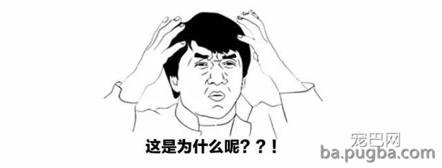 狗狗挑食怎么办？-3.jpeg