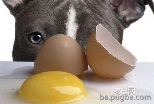 狗吃鸡蛋.jpg